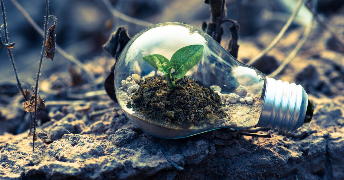 découvrez comment le développement durable façonne un avenir meilleur en équilibrant les besoins économiques, sociaux et environnementaux. explorez des solutions innovantes pour préserver notre planète tout en favorisant la croissance et le bien-être des générations futures.