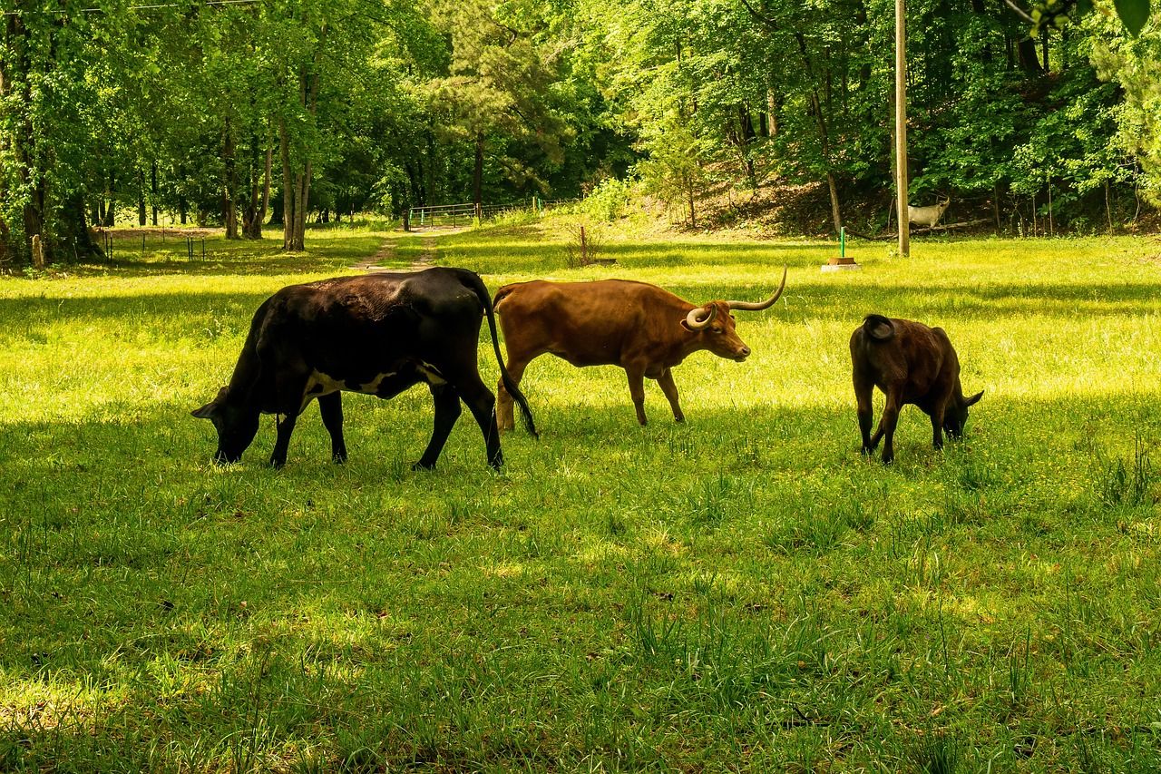 découvrez ce qu'est l'empreinte carbone, son impact sur l'environnement et des astuces pour réduire votre consommation de carbone au quotidien. adoptez un mode de vie plus durable pour préserver notre planète.