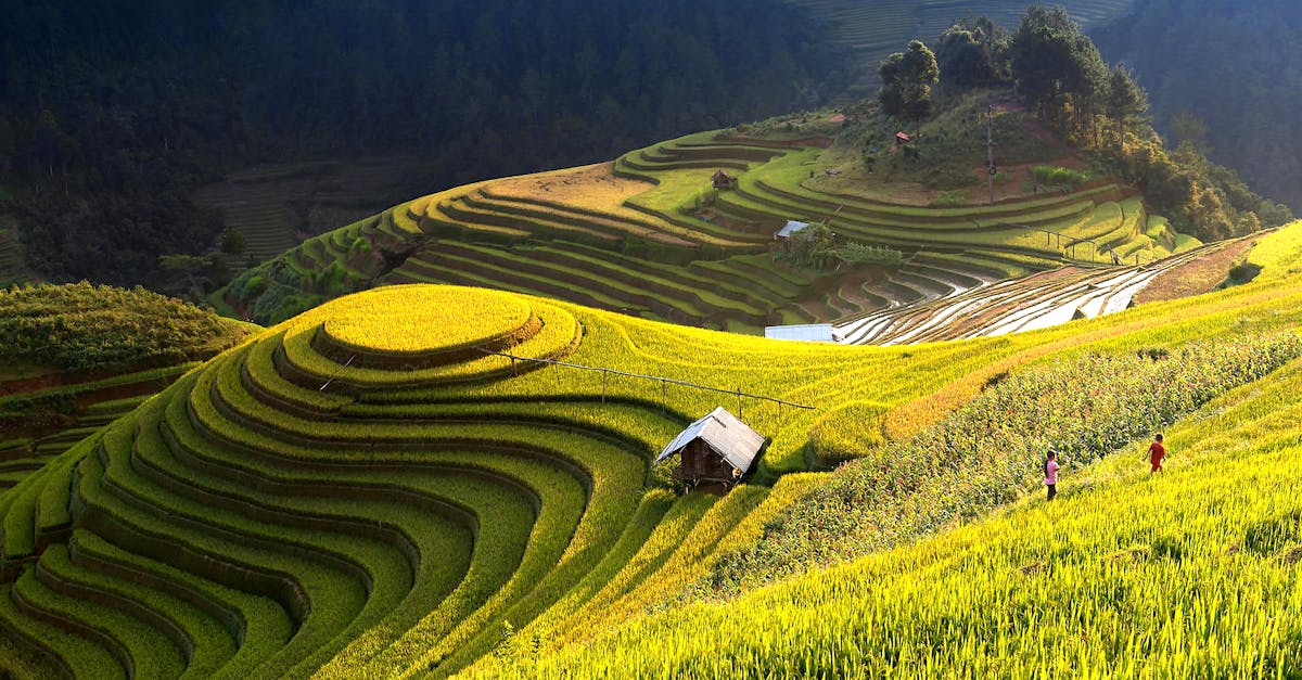 découvrez l'agriculture durable : une approche innovante qui combine efficacité économique, préservation de l'environnement et bien-être social. apprenez comment adopter des pratiques agricoles responsables pour un avenir plus vert.