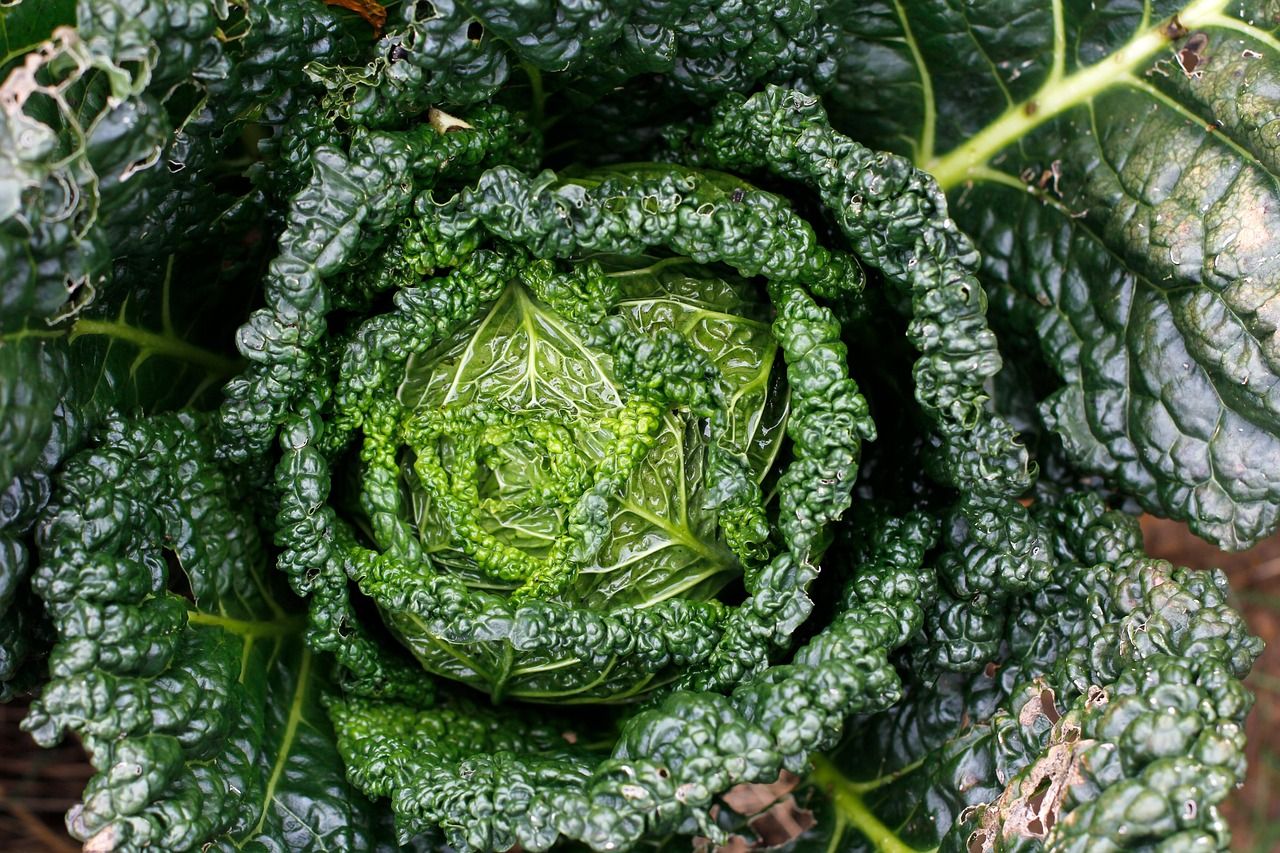 découvrez comment créer un jardin en permaculture urbaine pour cultiver des espaces verts durables et productifs en milieu citadin.