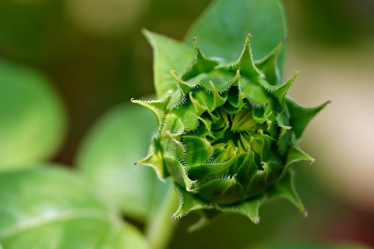 découvrez nos conseils pour un jardinage bio sur balcon, facile et écologique, afin de cultiver plantes, herbes et légumes frais chez vous.