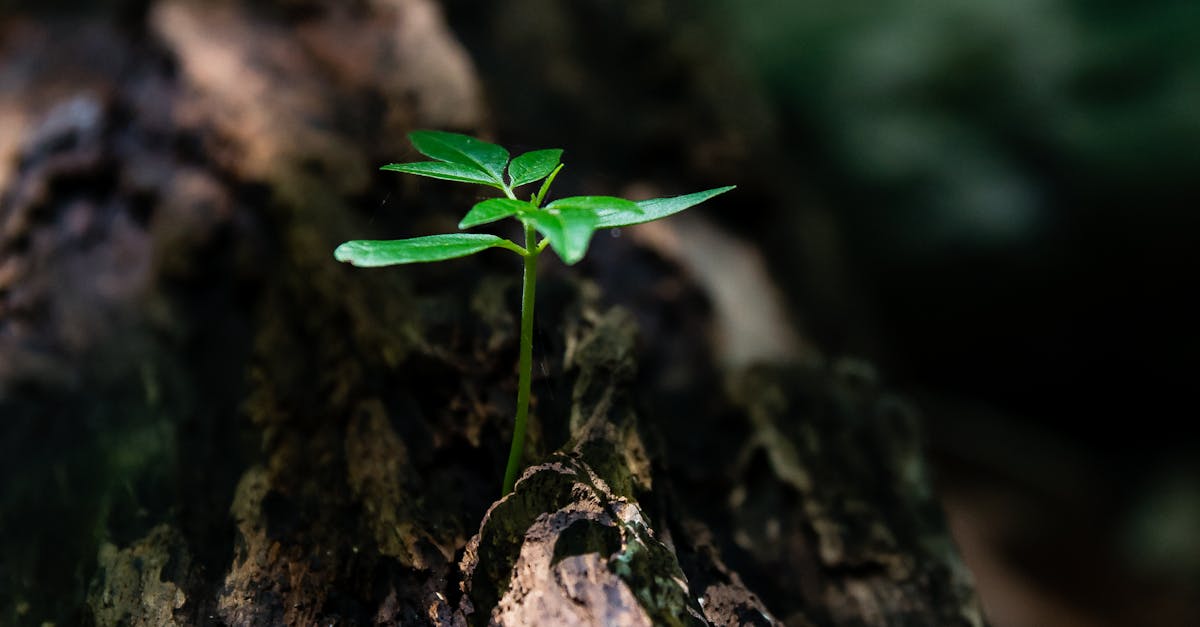 découvrez l'importance de l'environnement, ses défis actuels, les solutions pour protéger la planète, et les gestes simples à adopter au quotidien pour un avenir durable.