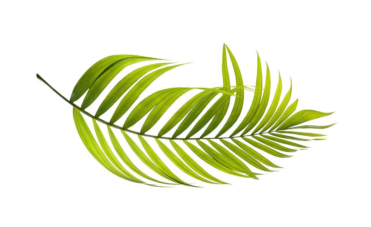 découvrez comment cultiver un jardin bio sur votre balcon avec nos astuces simples et efficaces pour des plantes saines et un espace vert agréable en ville.